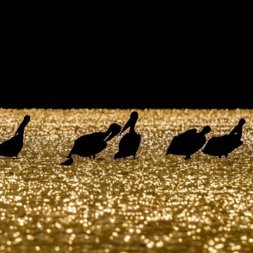 compressed_bird_image