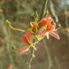 Botanic Garden at Ein Gedi